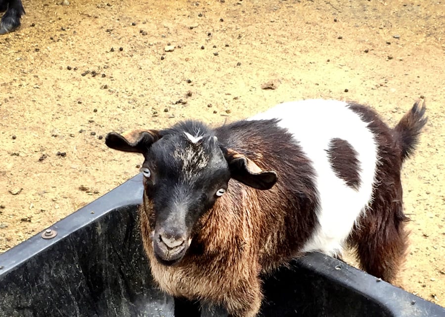 Heritage Animal Farm