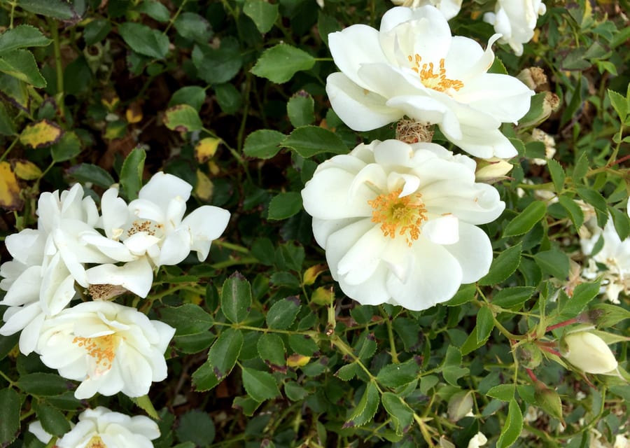 Native & Culinary Gardens