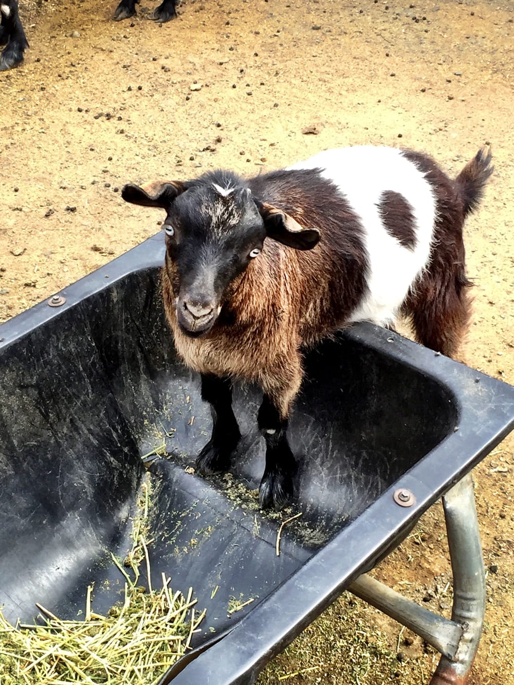 Old Faithful Geyser of California — The Animal Farm