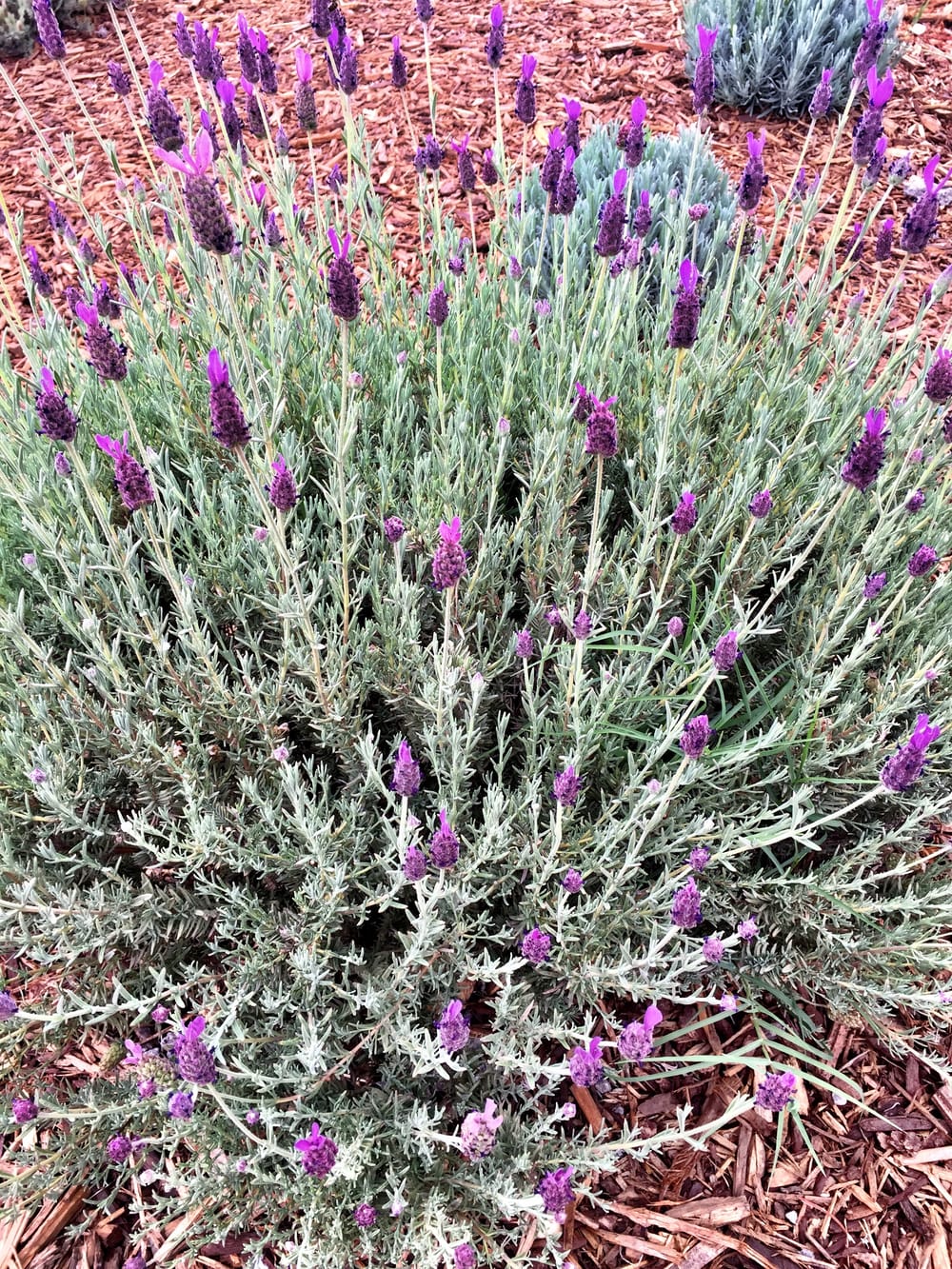 Old Faithful Geyser of California — The Gardens